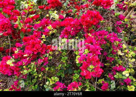 Pinkfarbene Bougainvillea-Blüten in voller Blüte im Himalaya-Gebiet in Darjeeling, Indien Stockfoto