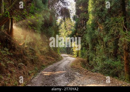 Bergstraße durch dichten Wald mit Morgensonnenlicht durch die Bäume von Lava, im Bezirk Kalimpong, Indien Stockfoto