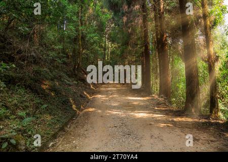 Bergstraße durch dichten Wald mit Morgensonnenlicht durch die Bäume von Lava, im Bezirk Kalimpong, Indien Stockfoto