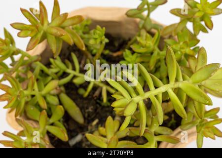Sedum adolphi Stonecrop sukkulente Nahaufnahme Stockfoto