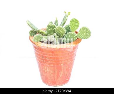 Opuntia Microdasys weißer Feigenkaktus isoliert auf weißem Hintergrund Stockfoto
