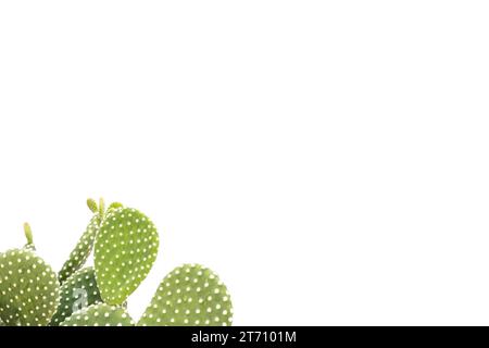 Opuntia Mikrodasys weißer Feigenkaktus mit leerem Platz für Text Stockfoto
