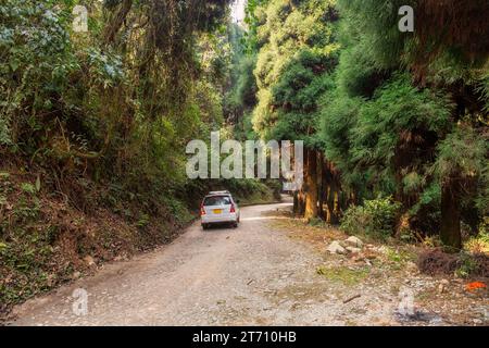 Ein Touristenfahrzeug fährt auf einer unbefestigten Straße durch dichten Lavawald im Bezirk Kalimpong, Westbengalen, Indien. Stockfoto