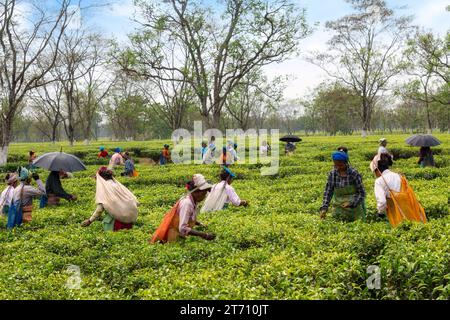Frauen, die in einer Teeplantage arbeiten und Teeblätter in Darjeeling, Westbengalen, Indien pflücken. Stockfoto