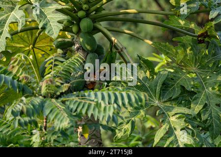 Braunes Barbet auf einem Papaya-Baum, auf der Suche nach einem Snack. Stockfoto