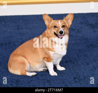 Los Angeles, USA. November 2023. LOS ANGELES, CA. 12. November 2023: Ziggy bei der Premiere der letzten Staffel von The Crown im Regency Village Theatre. Bildnachweis: Paul Smith/Alamy Live News Stockfoto