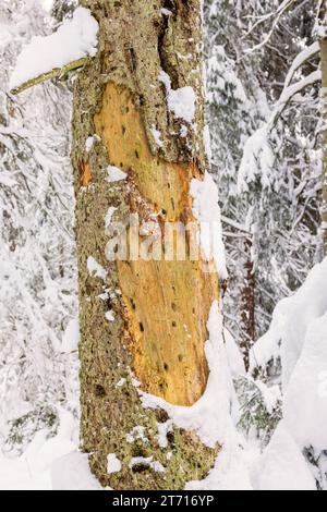 Verschneite alte Baumstämme, mit Flecken nach Vögeln Stockfoto