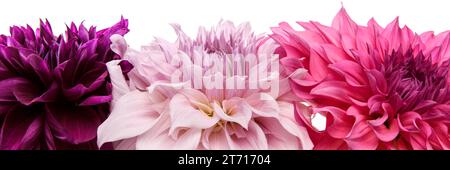 Studio-Porträt von 3 wunderschönen Dahlia-Blüten, isoliert über weißem Hintergrund. Isolierte Dahlienblüten. Stockfoto