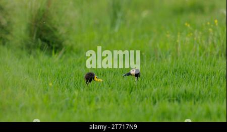 Die zwei weißgesichtigen pfeifenden Enten stehen auf einem üppig grünen Grasfeld Stockfoto