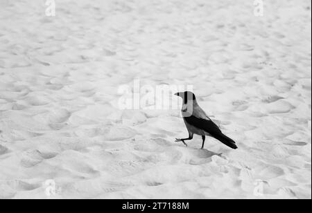 Kapuzenkrähe am Strand. Vogel in der Natur. Corvus cornix. Stockfoto