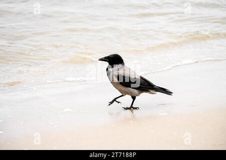 Kapuzenkrähe am Strand. Vogel in der Natur. Corvus cornix. Stockfoto