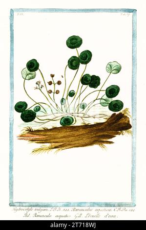 Alte Illustration von Marsh Pennykraut (Hydrocotyle vulgaris). Von G. Bonelli über Hortus Romanus, publ. N. Martelli, Rom, 1772–93 Stockfoto