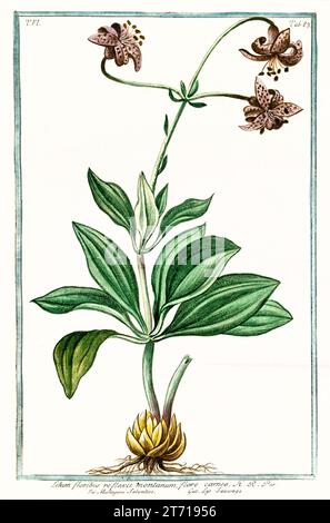 Alte Illustration von Martagon Lily (Lilium martagon). Von G. Bonelli über Hortus Romanus, publ. N. Martelli, Rom, 1772–93 Stockfoto