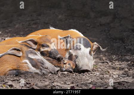 Die Familie der gebürstenden Schweine ruht. Flussschwein, Potamochoerus porcus, Buschschwein. Rotes Flussschwein. Stockfoto