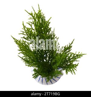 Draufsicht der sukkulenten Pflanze in Vase isoliert auf weißem Hintergrund. Echte Fotografie auf dem weißen Background. Sedum, Stonecrop. Stockfoto