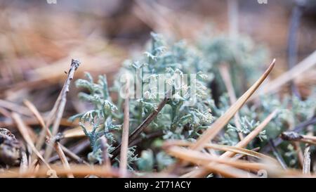 Tasse Lichenam Waldboden. Kiefernnadeln und Moos. Makroaufnahme aus Botanik. Natur im Wald Stockfoto