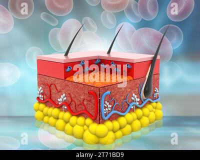 Menschliche Hautanatomie auf wissenschaftlichem Hintergrund. 3D-Abbildung Stockfoto