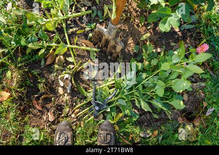 Schneiden Dahlia-Pflanzen Laub, bevor die Knollen für die Winterlagerung graben. Jobs im Herbst im Gartenbau. Überwintern der Dahlia Knollen. Stockfoto