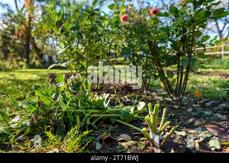 Schneiden Dahlia-Pflanzen Laub, bevor die Knollen für die Winterlagerung graben. Jobs im Herbst im Gartenbau. Überwintern der Dahlia Knollen. Stockfoto