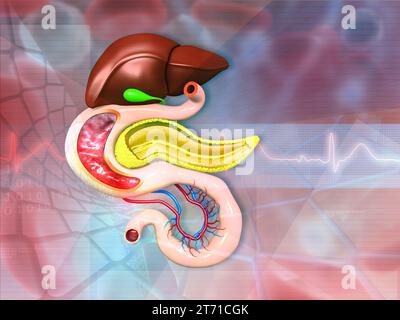 Anatomie des menschlichen Verdauungssystems vor medizinischem Hintergrund. 3D-Abbildung Stockfoto