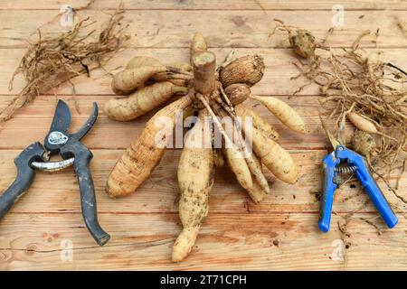 Trenndahlien. Frisch gemahlener und gewaschener Klumpen von Dahlienknollen werden geteilt. Stockfoto