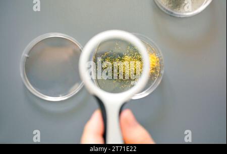 Wissenschaftlerin Hand mit Lupe zur Analyse der Goldglitzerprobe auf Petrischale im Labor Stockfoto