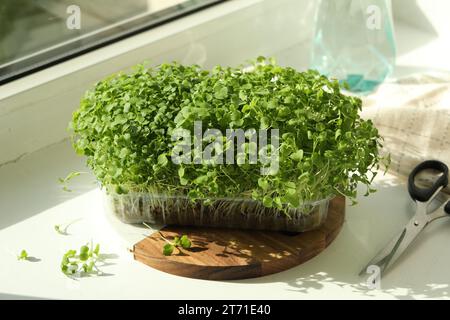 Frischer Daikon-Rettich mikrogrün, der in Kunststoffbehältern und Scheren auf der Fensterbank wächst Stockfoto