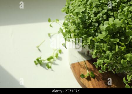 Frischer Daikon Rettich mikrogrün wächst in Kunststoffbehälter auf weißem Tisch, Platz für Text Stockfoto