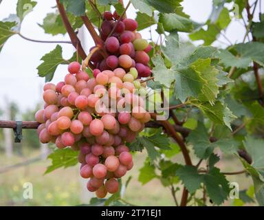 Nahaufnahme eines großen Buches rosa Trauben, die an einer Weinrebe in einem Weinberg hängen. Große reife, appetitliche Trauben, bereit für die Ernte Stockfoto