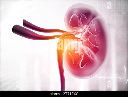 Menschlicher Nierenquerschnitt im wissenschaftlichen Hintergrund. 3D-Rendering Stockfoto