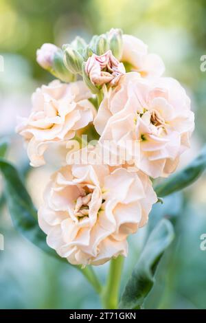 Matthiola incana, auch bekannt als Stock. Wunderschöne blütenrote, pfirsichfarbene Doppelstockblumen, bekannt für ihren hohen Duft. Mit Matthiola Stockfoto