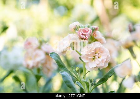 Matthiola incana, auch bekannt als Stock. Wunderschöne blütenrote, pfirsichfarbene Doppelstockblumen, bekannt für ihren hohen Duft. Mit Matthiola Stockfoto