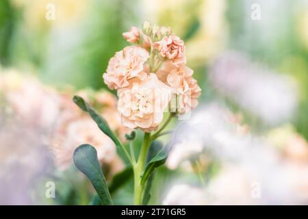 Matthiola incana, auch bekannt als Stock. Wunderschöne blütenrote, pfirsichfarbene Doppelstockblumen, bekannt für ihren hohen Duft. Mit Matthiola Stockfoto