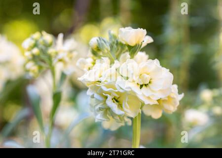 Matthiola incana, auch bekannt als Stock. Wunderschöne pastellcremefarbene, gelbe Doppelstockblumen, bekannt für ihren hohen Duft. Mit Matthiola Stockfoto