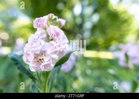 Matthiola incana, auch bekannt als Stock. Wunderschöne pastellrosafarbene Doppelblumen, bekannt für ihren hohen Duft. Matthiola-Hintergrund mit oberflächlichem Hintergrund Stockfoto