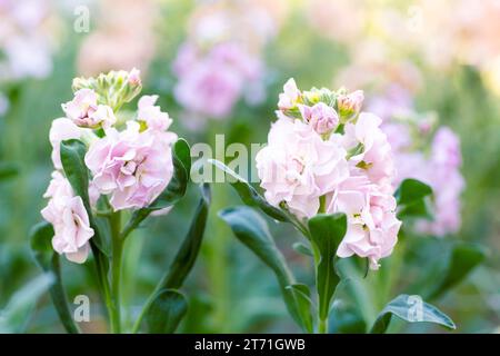 Matthiola incana, auch bekannt als Stock. Wunderschöne pastellrosafarbene Doppelblumen, bekannt für ihren hohen Duft. Matthiola-Hintergrund mit oberflächlichem Hintergrund Stockfoto