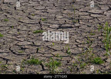 Das Konzept der ökologischen Restaurierung das Wachstum der Sämlinge auf Risse im Boden, Risse im Boden in der trockenen Jahreszeit, die durch die globale Erwärmung verursacht betroffenen Cli Stockfoto