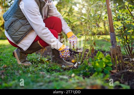 Frau, die mit Schneidescheren Dahlia-Pflanzen-Laub zurückschneidet, bevor sie die Knollen für die Winterlagerung ausgräbt. Jobs im Herbst im Gartenbau. Überwintern von dahl Stockfoto