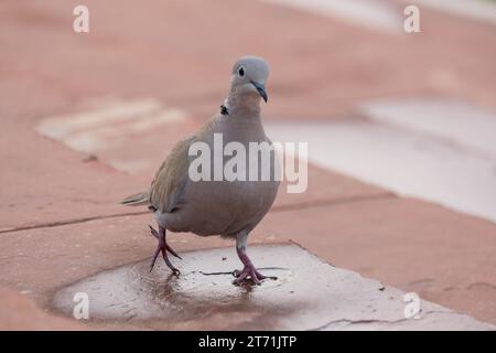 Nahaufnahme einer Ringtaube (Streptopelia capicola), auch bekannt als Kapschildkröte oder Taube mit halbem Kragen. Stockfoto