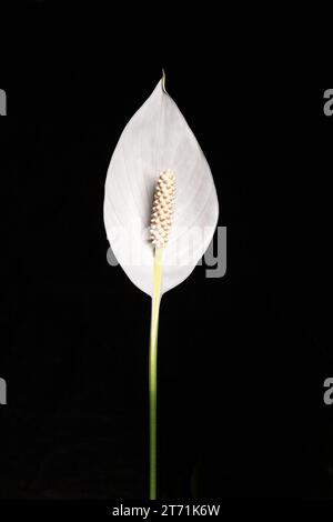 Im Studio beleuchtetes abgeschnittenes Foto von weißer Lilie vor schwarzem Hintergrund Stockfoto