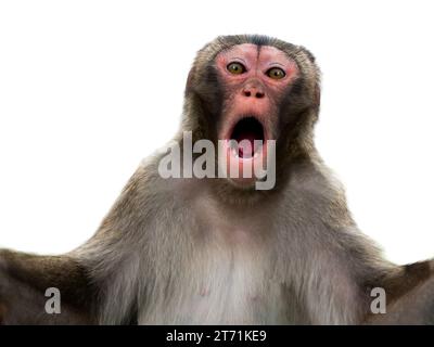 Überraschter Affe mit großen Augen isoliert auf weißem Hintergrund Stockfoto