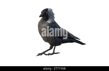 Walking Jackdaw isoliert auf weißem Hintergrund Stockfoto