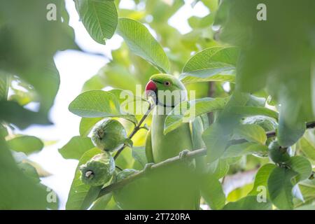 Ein rosenumringter Sittich, der sich an einer Guave schmeckt. Stockfoto