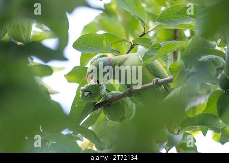 Ein rosenumringter Sittich, der sich an einer Guave schmeckt. Stockfoto
