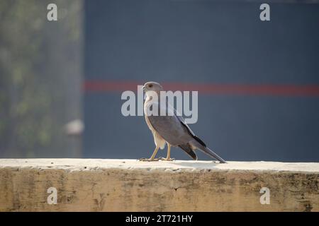 Ein Shikra auf einer Wand. Stockfoto