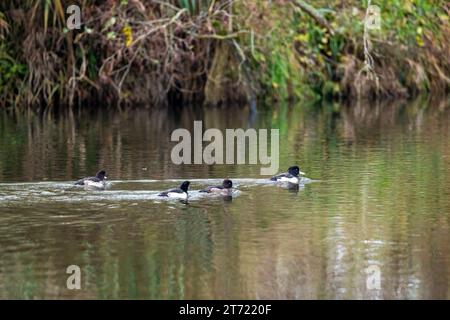 Eine Gruppe von getufteten Enten in freier Wildbahn Stockfoto