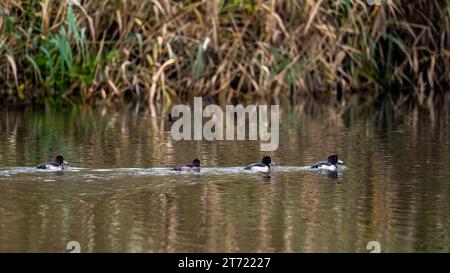 Eine Gruppe von getufteten Enten in freier Wildbahn Stockfoto