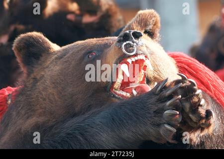 Silvestermasken, Traditionen, Weihnachtslieder und Bräuche in Rumänien Stockfoto