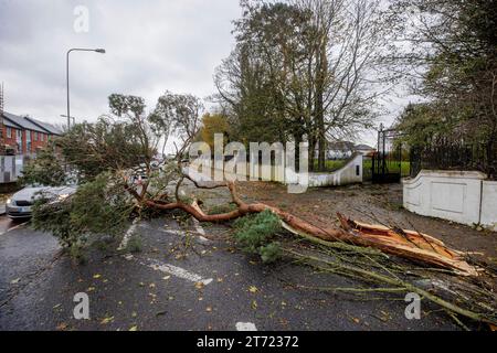 Ein umgestürzter Baum an der Dublin Road in Dundalk, Co Louth. Schwere Winde und umgestürzte Bäume wurden im ganzen Land gemeldet, als die lokalen Behörden beginnen, die Schäden zu bewerten, während Storm Debi über die Insel Irland fliegt. Bilddatum: Montag, 13. November 2023. Stockfoto