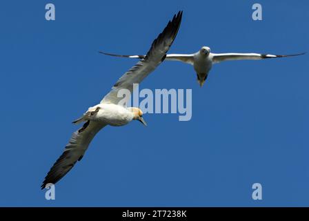 Tölpel kreisen und Rollen über den Himmel, wenn sie sich ihren Nistplätzen an den Bempton Cliffs an der Küste von Yorkshire nähern. Stockfoto